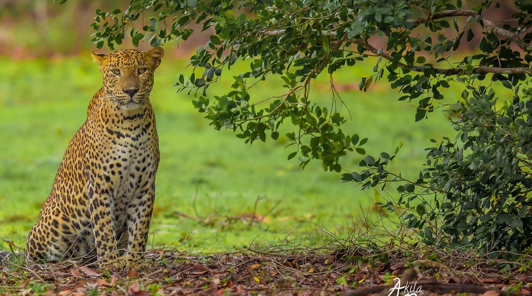 Wildlife Sri Lanka